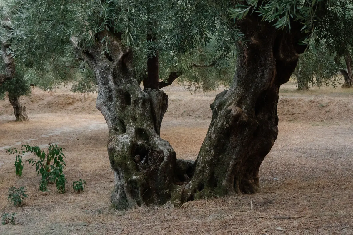 Twisted trunks of two ancient olive trees in a dry grove on Zakynthos.